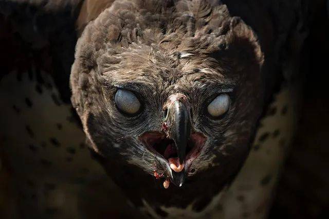 丧尸鹿,三只角的牛…大自然最令人震撼的一面