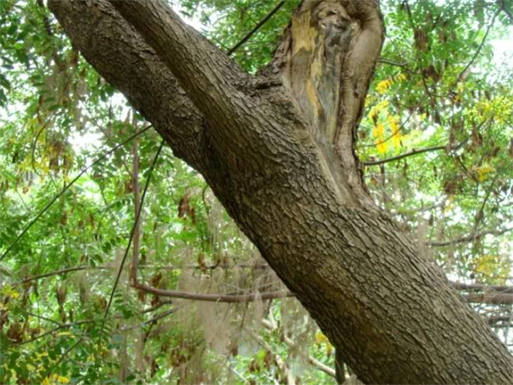 同是被称为檀木的树木质细密有香味在农村却当锄头柄用
