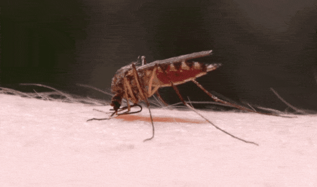 4345dc5366304b45b9eaf2bf27d3e383.gif
