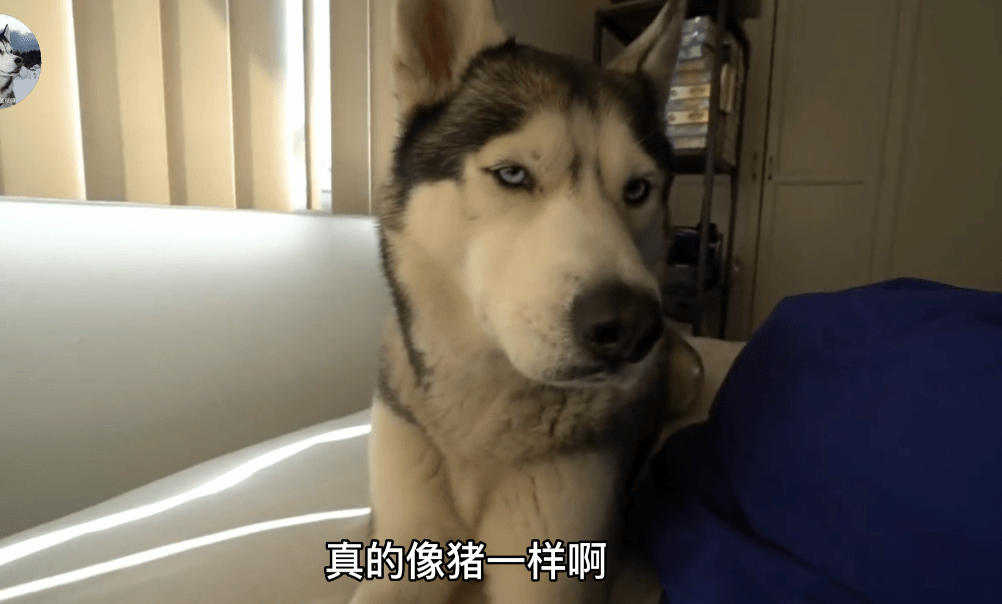 因为二哈从小都不拆家,但却喜欢“吓”主人,铲屎官也笑翻了