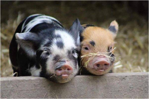 原创准的离谱生肖猪的最佳婚配找对了一生幸福美满