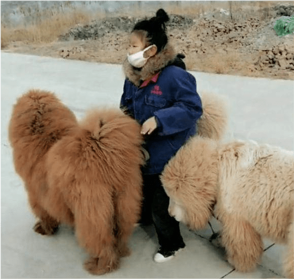 小女孩带藏獒公园遛弯 结果在椅子上睡着了 画面吓人 这也太不负责了 狗狗 全网搜