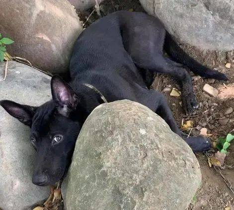 崩溃|这种零食千万别喂狗狗,避免悲剧重演,主人悔不当初