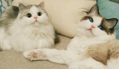 小猫咪叫的视频抖音 5b6b8c8a9279454ab7d17ccd839bc7e4.jpeg