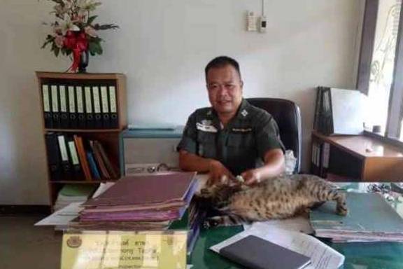 能力霸气猫主子明目张胆闯入警局，大喇喇躺办公桌睡觉，警官也很无奈