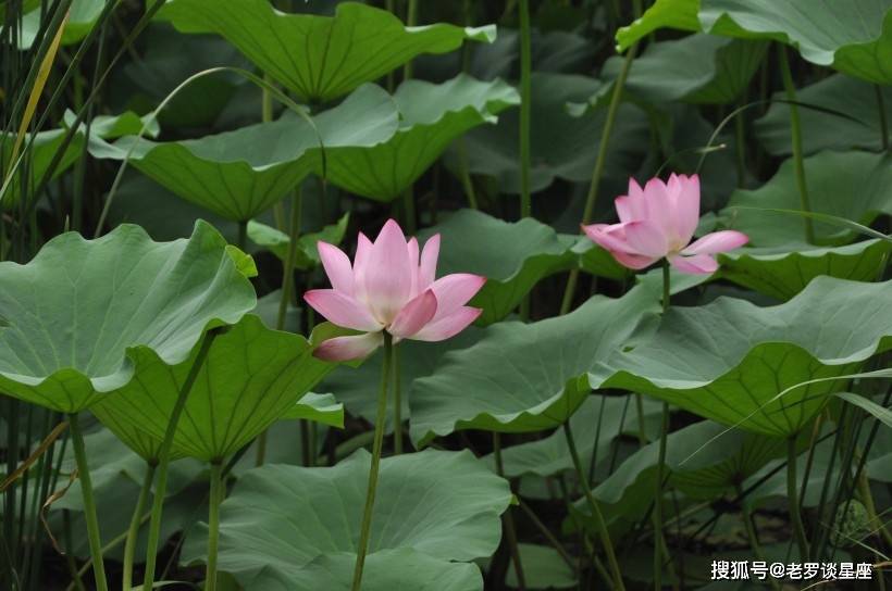 大喜降临 3生肖下周好运围绕 诸事畅通无阻 可喜可贺 财运 全网搜