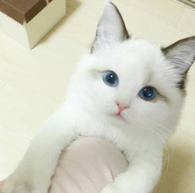 怎么给猫咪做体内驱虫教程 a6f3c17dbca74139a371cfdd291a25d3.jpeg