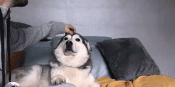 才会二哈长时间被冷落，看到小主人没在，它又开始装可怜了