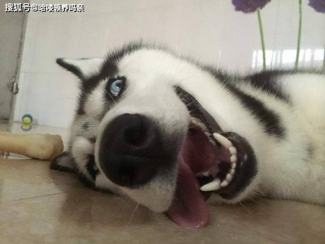 智商你家二哈不听话？哈士奇与狼的基因相似度99%，它总有自己的想法