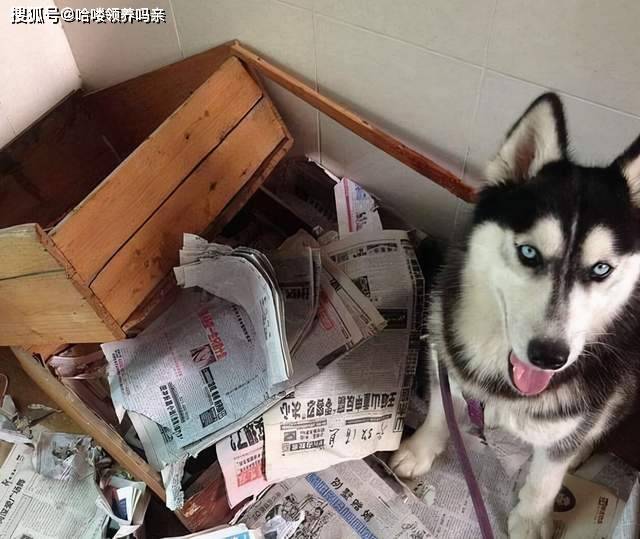 智商哈士奇还是看别人养更快乐