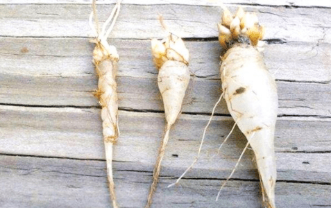 三叶草|农村一种野草“水晶萝卜”，若见到人采挖，别笑话：他可能是行家