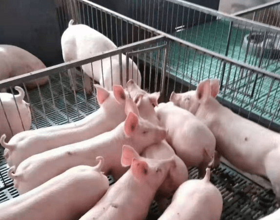 原创仔猪不吃食消瘦怎么办保育猪消瘦不吃没精神原因可能是这些