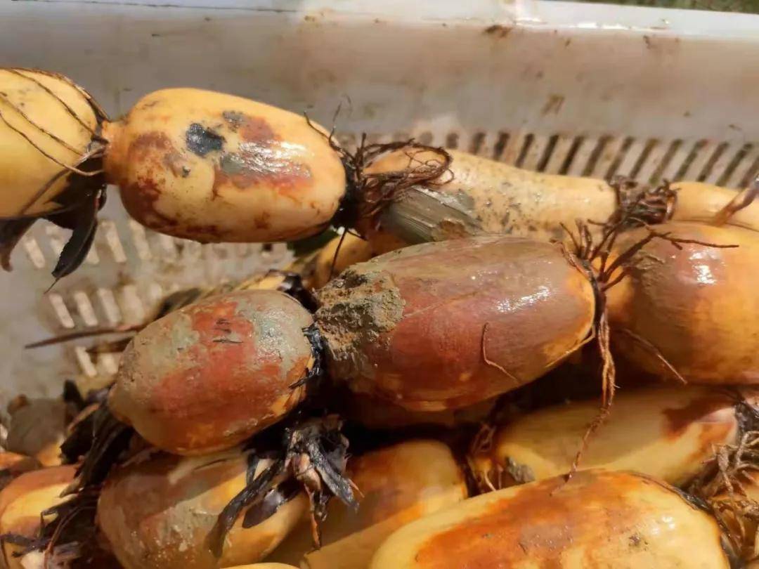 丰收的喜悦西胪莲藕正当时农户丰收乐开怀