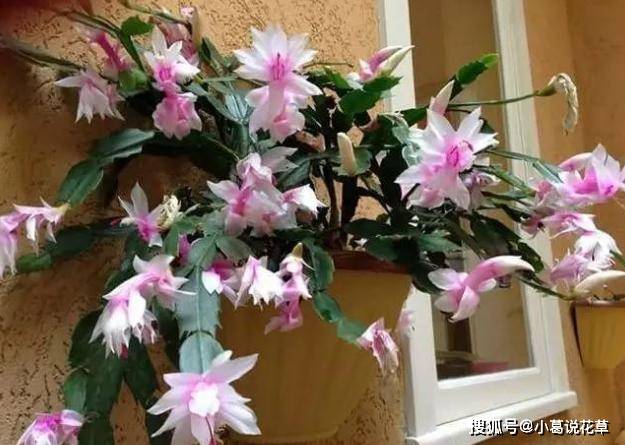 盆栽花卉什么时候换盆最佳 ebc2e1ed709d43f3b63a756203154cbc.jpeg