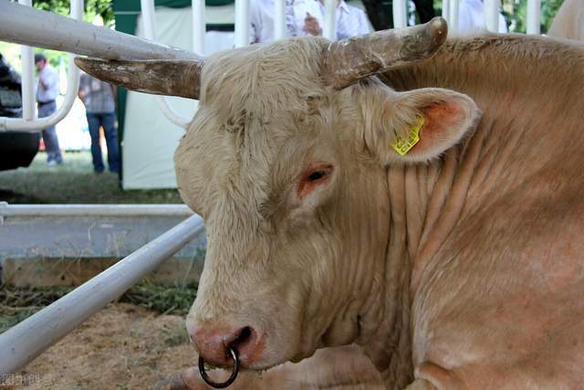 养殖|肉牛疾病的防治:牛传染性鼻气管炎病的诊治