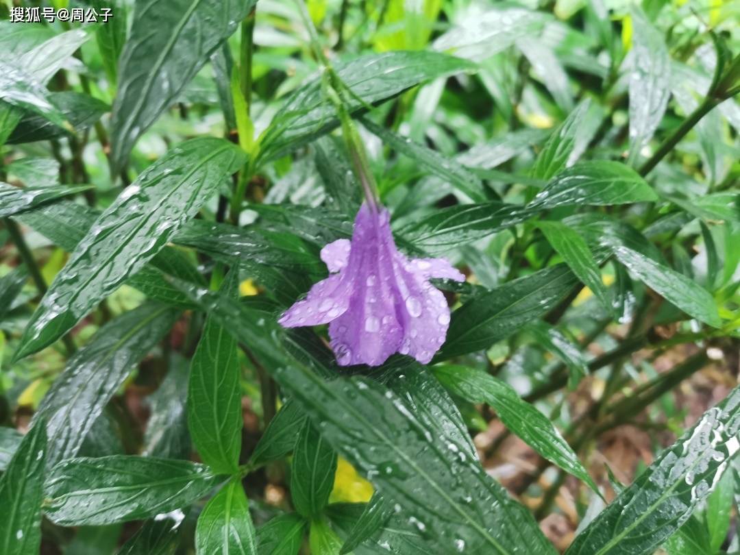 员工|周公子说 | 很多时候，人是被自己作死的