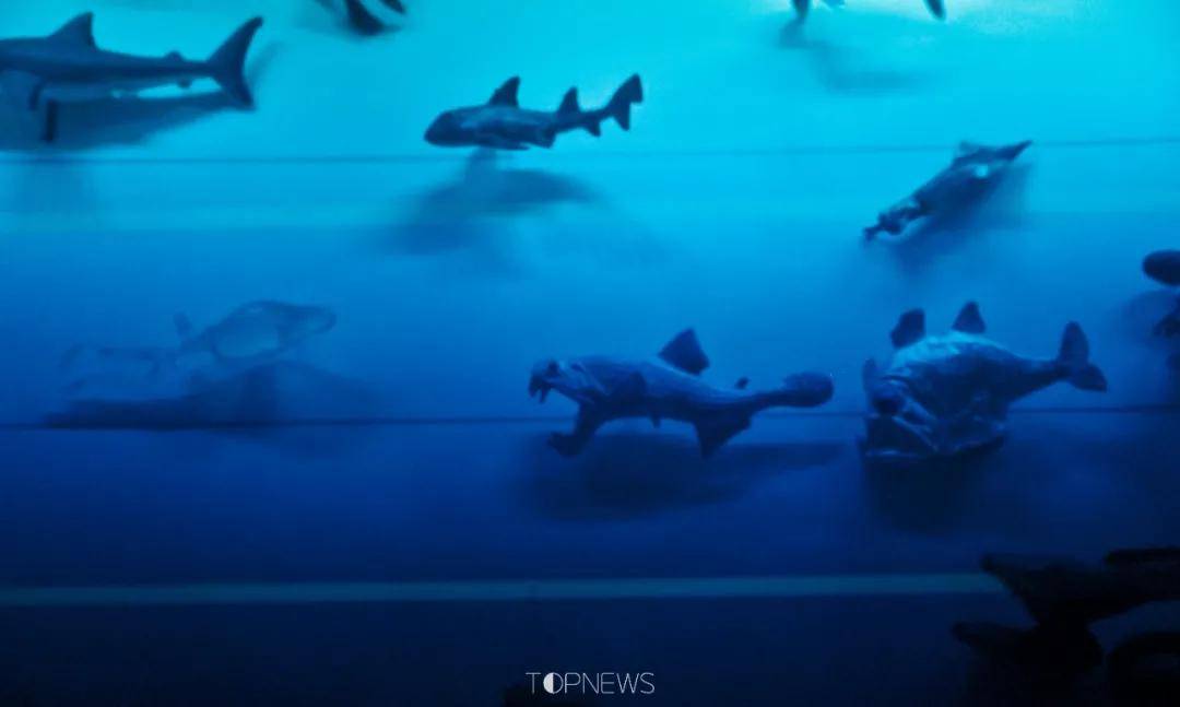 深藏BLUE！同济大学深海探索馆真的火了！