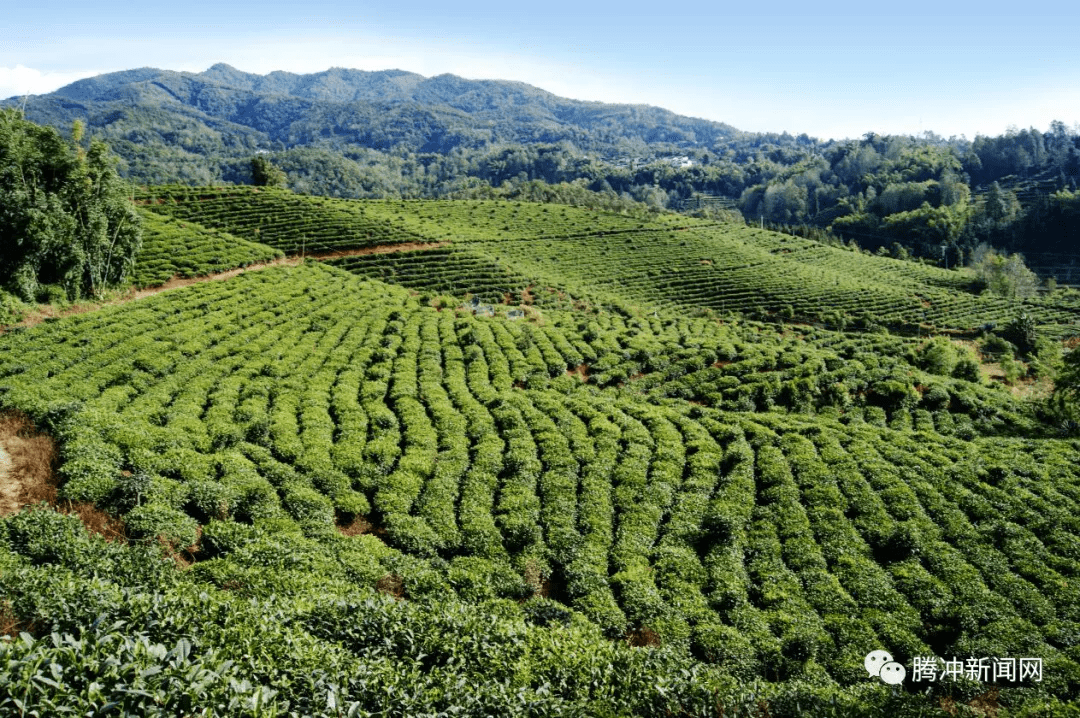 茶园|腾冲周边游丨蒲川清河又有新“趣”处