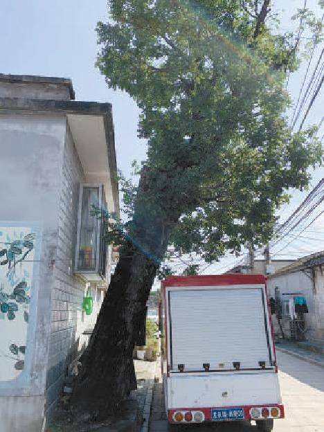 村内十几株百年古树生存现状堪忧，其中不乏树龄300年以上的一级古树