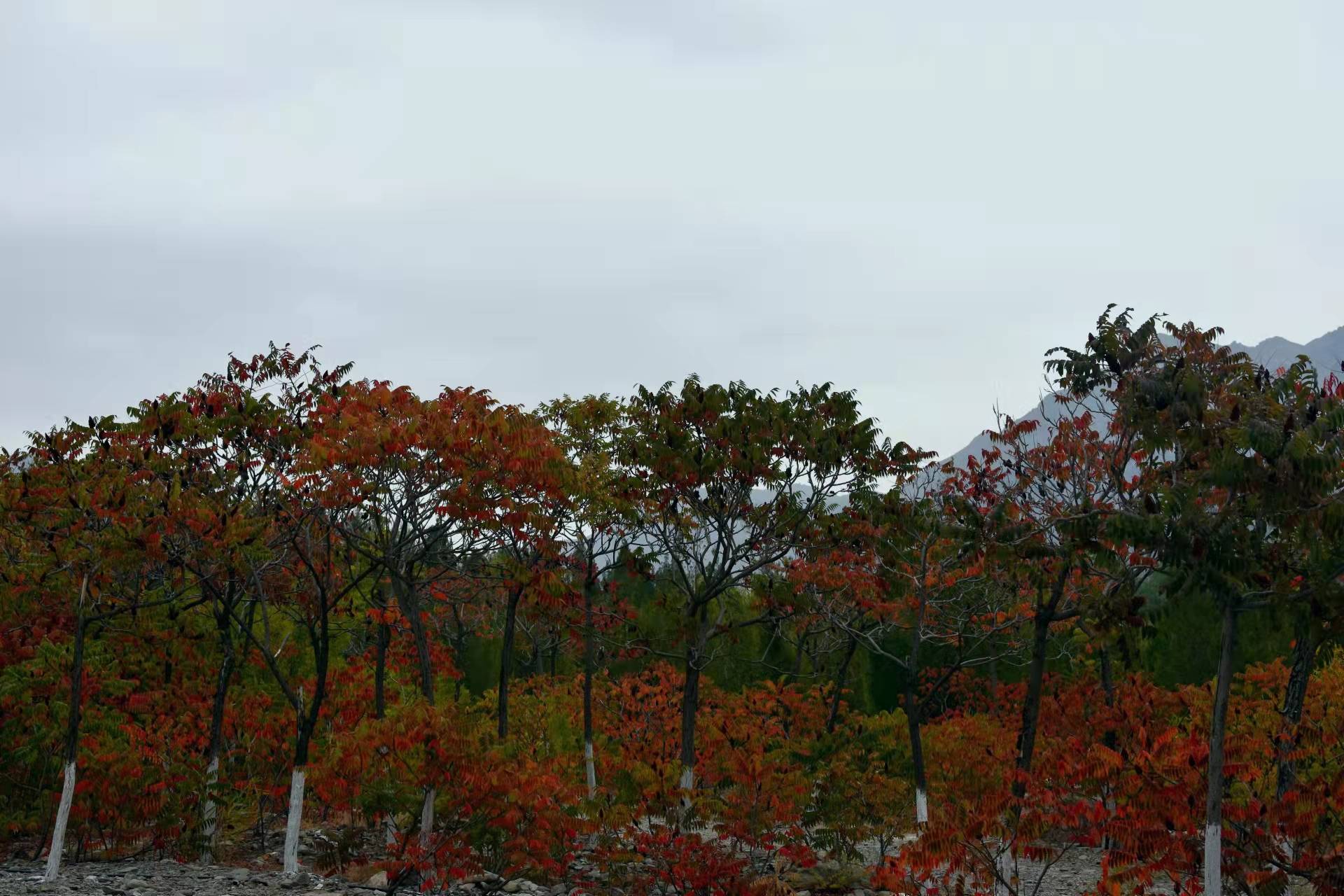 文化|首届宁夏“秋观叶”文旅活动今日在石嘴山大武口拉开帷幕