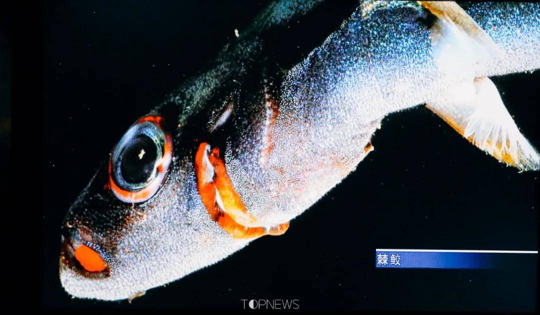 深藏BLUE！同济大学深海探索馆真的火了！