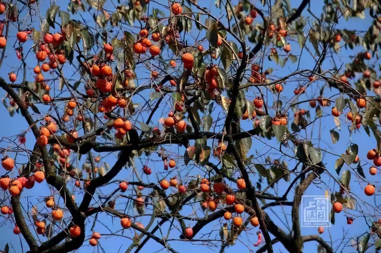 【去年冬天的柿子树摄影图片】长安县纪实摄影_太平洋电脑网摄影部落