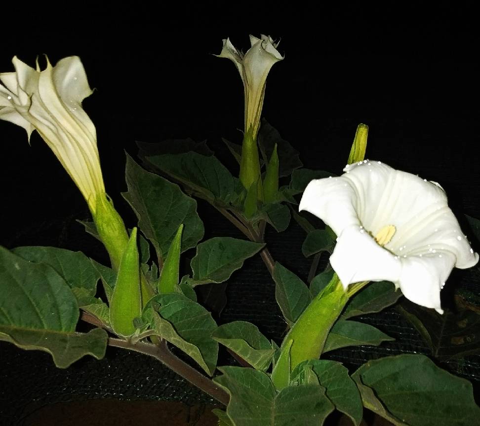 曼陀罗 洁白如雪 芳香如麝 能让人产生迷幻的 毒草 花朵