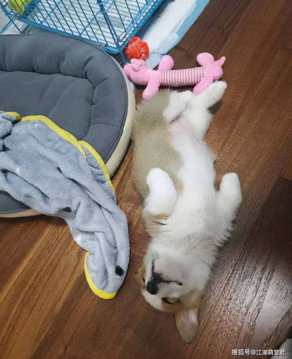 安全感若你家柯基是这样睡觉的，那它肯定很喜欢你