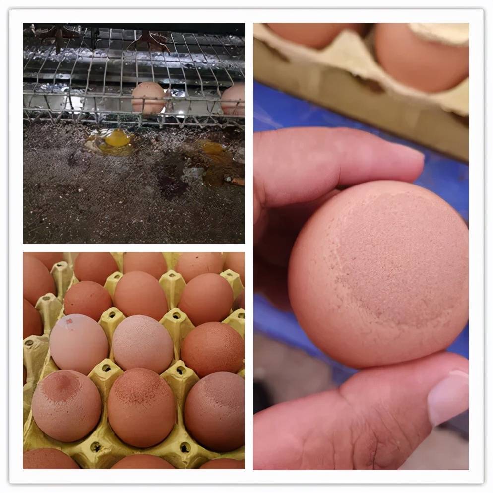 侵害|蛋鸡“玻璃端蛋”、产蛋上不去高峰？带您揭秘滑液囊支原体对鸡蛋影响的原因！