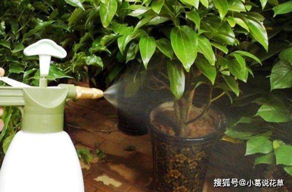 怎么样防止土结块 68480264e2654fcda829c38f9873a7e0.jpeg
