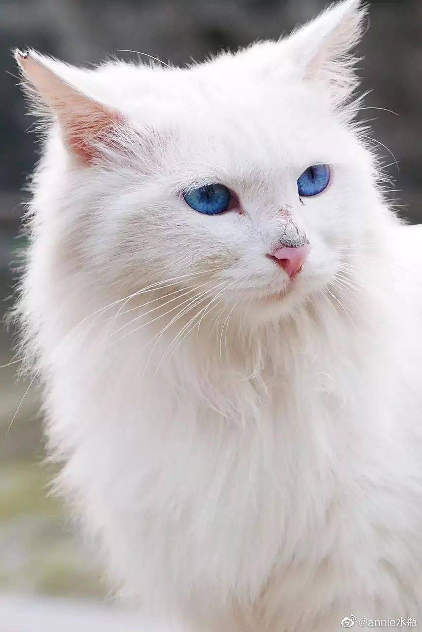 看看这都快溢出屏幕的清冷又超仙的气质还有一些狮子猫也有让人惊艳的