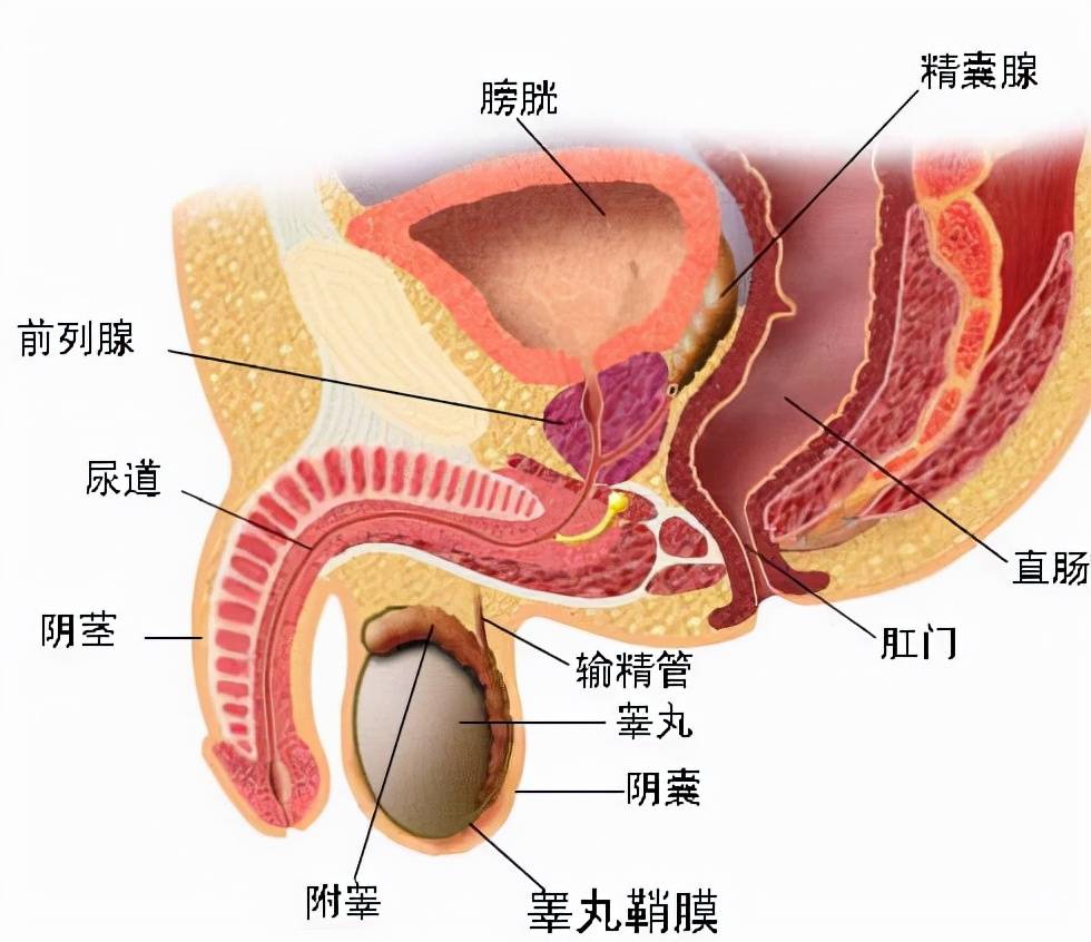 睡眠与性功能之间的不可名状