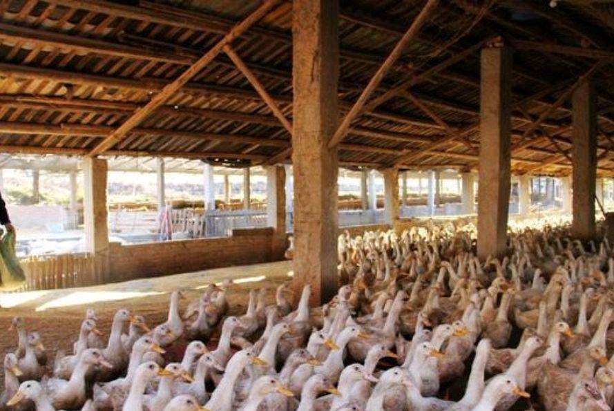 白条鸭为什么街上20元的烤鸭这么便宜我能吃吗