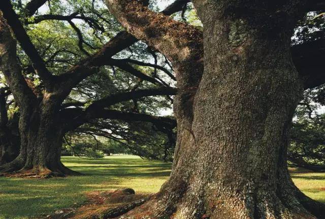 进行|经过“橡木桶”培养的葡萄酒才是好酒？不一定，教你一招分辨好坏