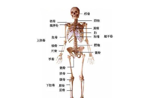 人体全身的骨性标志图片