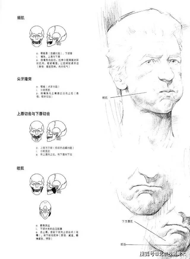 头像校尉美术：素描头像结构知识讲解，简单易学，一看就会