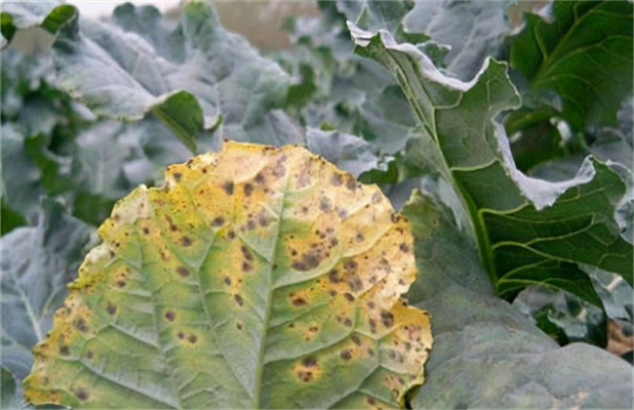 西兰花黑腐病该怎么防治呢?