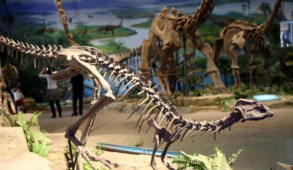 自贡恐龙之谜：为什么是四川盆地留下这么多化石？