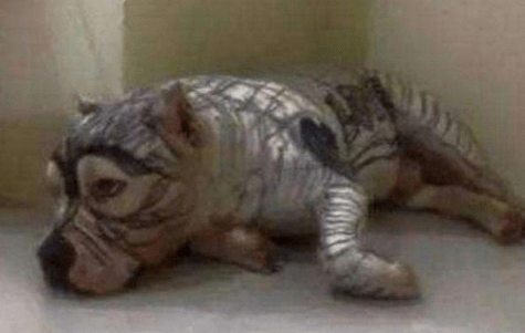 智商女子买菜将5岁的女儿和狗狗关在家里，回来看到眼前的一幕顿时不淡定了