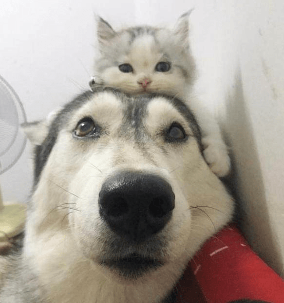 猫咪猫咪小时候就喜欢趴在二哈头上，直到长大也一样，可狗的眼神