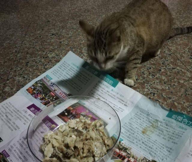 猫咪流浪猫妈入屋讨食被关起来，3只小猫组队上门：快放了我们妈妈！