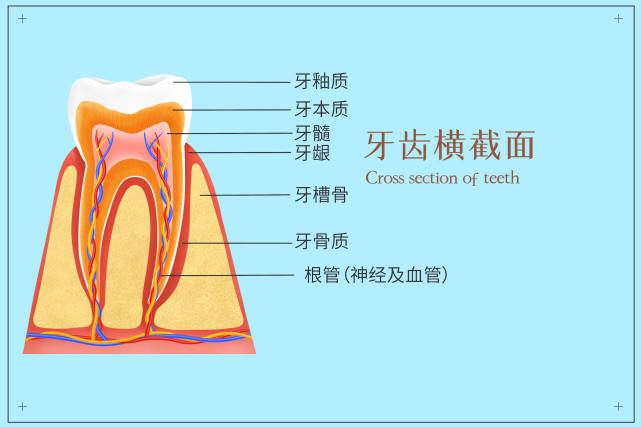 牙釉质在哪个部位图片