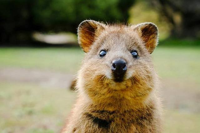 澳洲少女被侵犯無人重視 另一女孩讓袋鼠吸菸卻被調查 判她5年 虐待 中國熱點