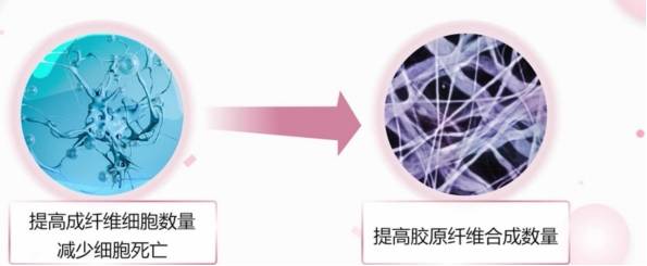补充胶原蛋白到底有没有效 有必要吃吗？