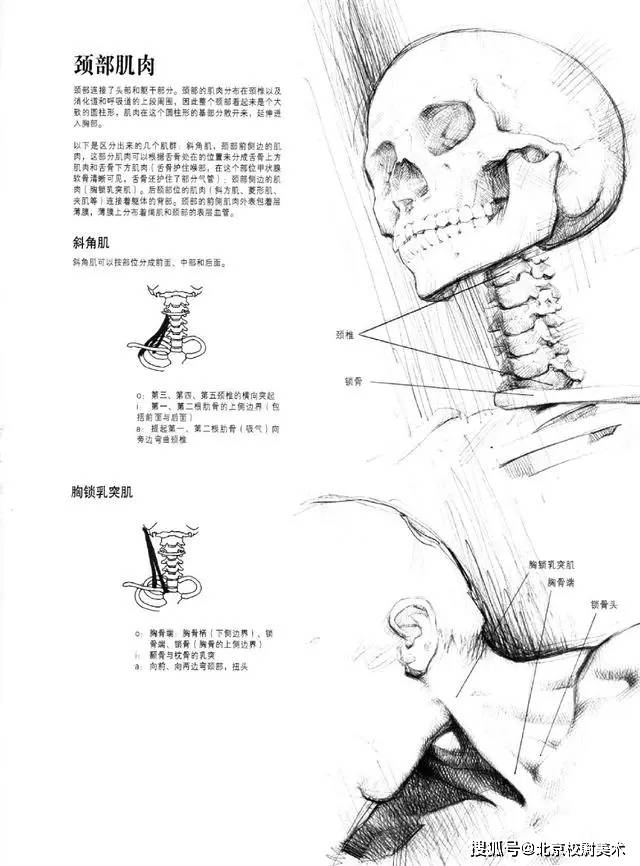 头像校尉美术：素描头像的画法需要注意哪些问题呢？