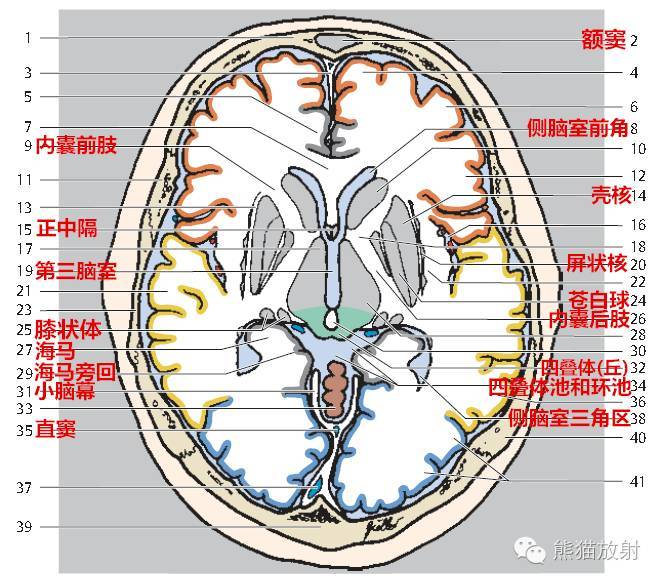 头颅ct解剖层次结构图图片