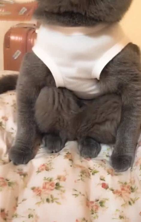 美国中国正宗狸花猫成功攻陷美国猫奴,网友:让全世界人吸中国猫!