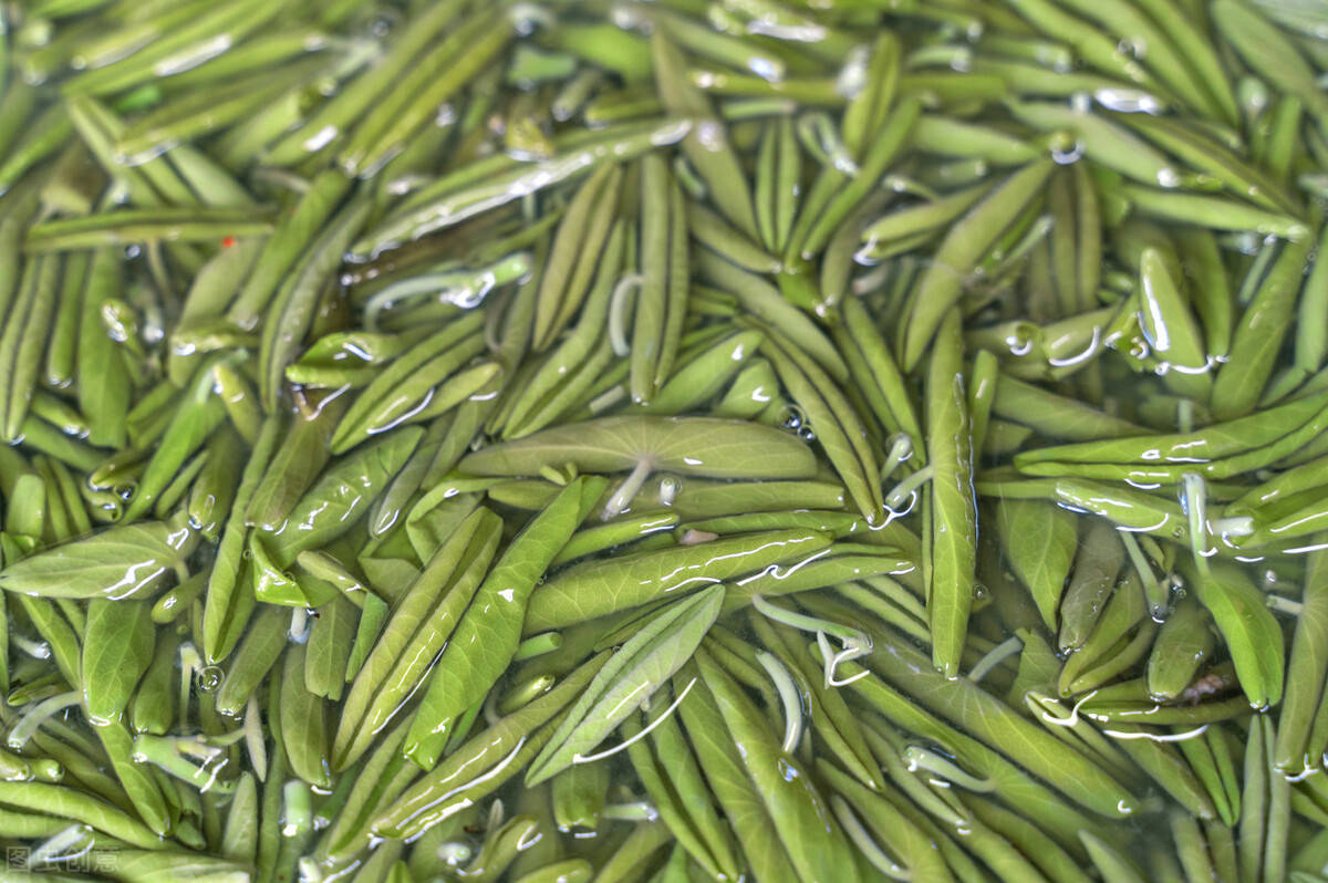 "莼菜是晋人张季鹰念念不忘的秋令风物,其实每年清明便可采春莼