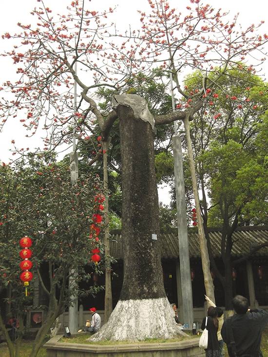 南海神庙古木棉