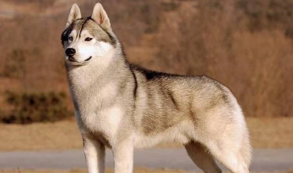 智商狗狗颜值被重新排名，第一名不是阿富汗猎犬，而是它？